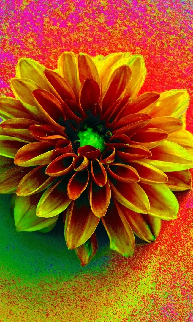 A vibrant close-up of a large orange and yellow flower with a green center, surrounded by three smaller blue and white flowers. The background is a dazzling blend of colors, including shades of purple, blue, green, and red, resembling a textured paint effect. This image emphasizes the importance of color in wall paint, showcasing the beauty and impact that a diverse palette can have in interior design.